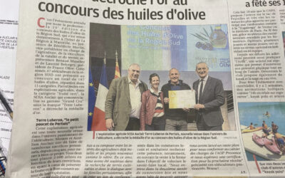 Pertuis décroche l’or au concours des huiles d’olive